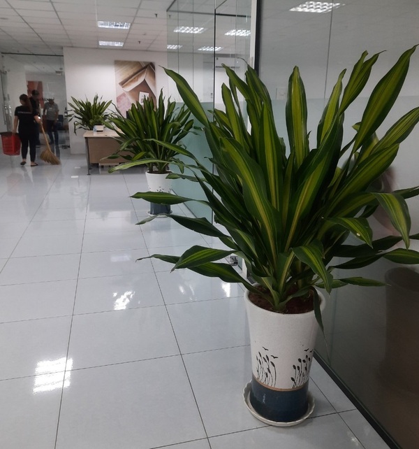 Dịch vụ cho thuê cây xanh văn phòng - Cây Xanh Phú Cường - Công Ty TNHH Dịch Vụ Và Kỹ Thuật Phú Cường
